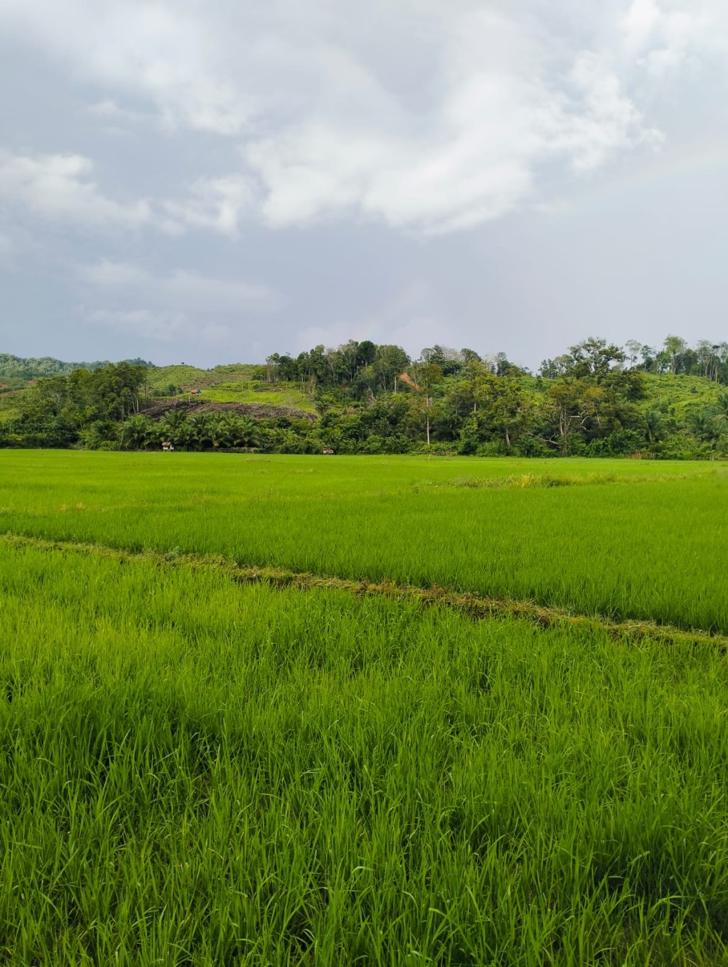 Potensi Utama Masyarakat Gampong Pungki adalah Persawahan